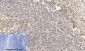 HSP A5 Polyclonal Antibody